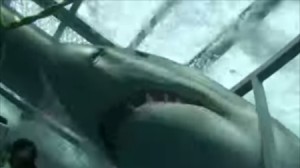 シャークアタック!　海中で檻の中でサメを撮影しようとしたら、檻が壊れて危機一髪!!