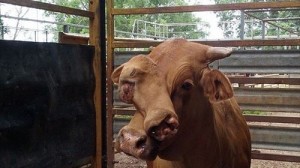 なんだコイツ！　オーストラリアで２つの顔を持つ牛がオークションに出される!!