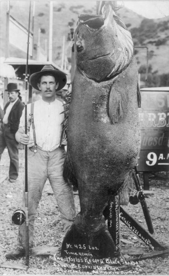 425ポンド（190キロ）の黒ハタ（スズキ科の魚）を釣り上げた男