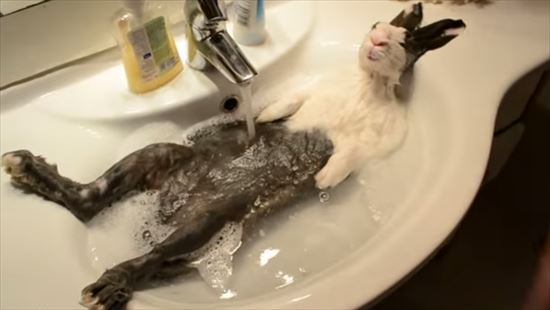 お風呂に入るウサギ