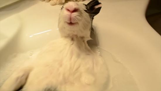 お風呂に入るウサギ