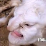 奇形の羊