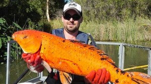 オーストラリアで外来種の巨大な錦鯉（ヒゴイ）が釣り上げる！