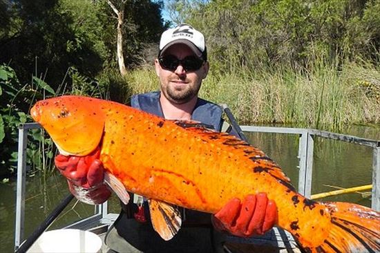 オーストラリアで巨大な鯉が釣り上がる
