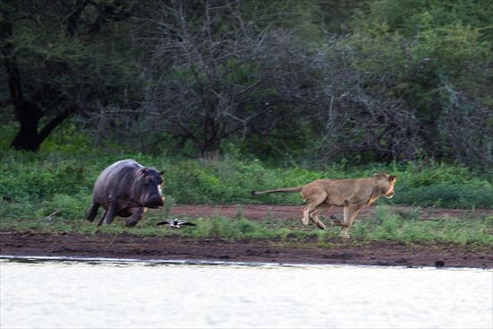 カバを襲うライオン
