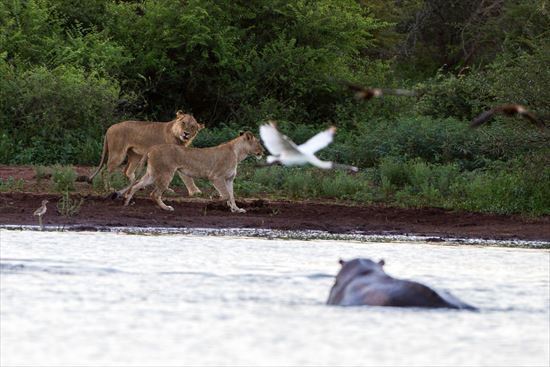 カバを襲うライオン
