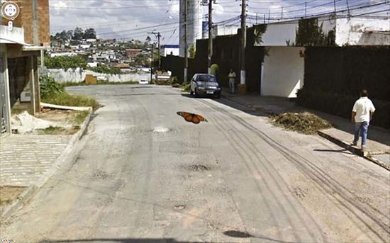 Googleストリートビューが、とらえた奇妙な衝撃写真