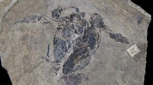 やっぱりいる!?　ネス湖のネッシーの祖先かもしれない化石が発見される！