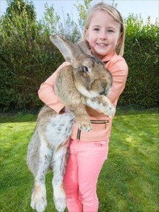 ギネスが認めた世界最大のウサギ、ダライアス　近々息子に記録を抜かれる模様