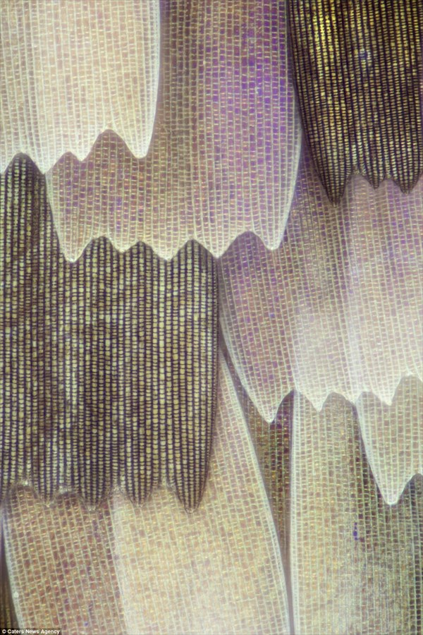 神秘的！キャノンのカメラと顕微鏡を使って撮影した蝶の羽のマクロ写真！