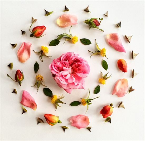 植物だけで作る芸術！　ブリジット・ベス・コリンズの花びらアートがオシャレ！