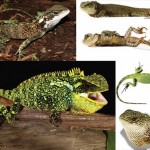 ペルーとエクアドルで新種のトカゲ3種(モリイグアナ)が発見される！