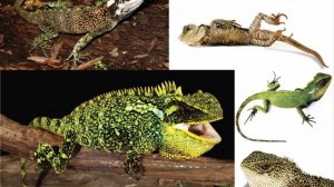 ペルーとエクアドルで新種のトカゲ3種(モリイグアナ)が発見される！
