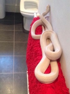 浴室のヒータの上に、長さ180センチの白ヘビが現れる！