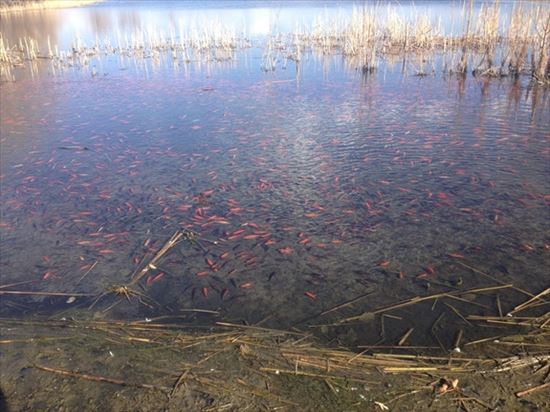 湖が赤く染まる！　アメリカ・コロラド州の湖で金魚が大量繁殖中！