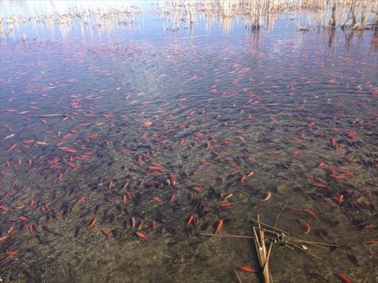 湖が赤く染まる！　アメリカ・コロラド州の湖で金魚が大量繁殖中！