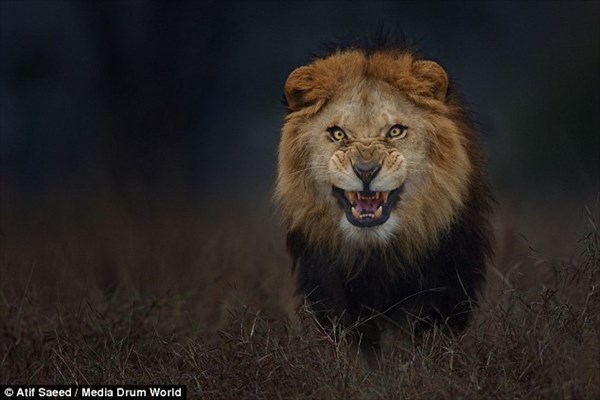 迫力満点！　カメラマンが命がけで撮影したライオン＆バッファロー写真！！