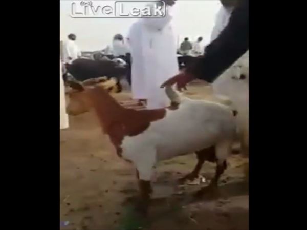 サウジアラビアで発見された　背中から角が生えたヤギ！