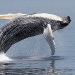 ザトウクジラが急増中!?　もはや「絶滅危惧種ではない！」米団体が報告！