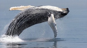 ザトウクジラが急増中!?　もはや「絶滅危惧種ではない！」米団体が報告！