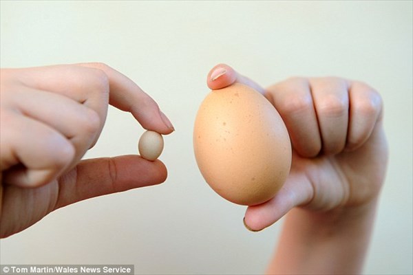 世界最小のニワトリの卵!?　12歳の女の子が見つけた1.9センチの卵！