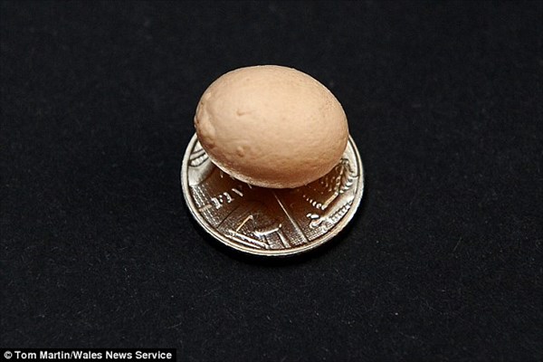 世界最小のニワトリの卵!?　12歳の女の子が見つけた1.9センチの卵！