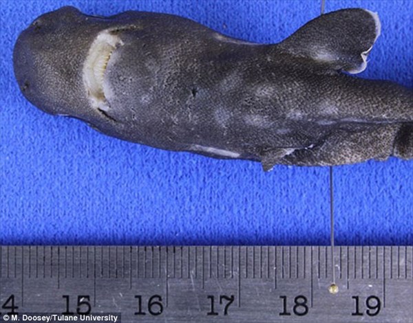 36年ぶり史上2匹目！　過去1匹しか見つかっていない超レアなフクロザメ発見