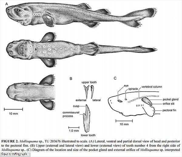 36年ぶり史上2匹目！　過去1匹しか見つかっていない超レアなフクロザメ発見