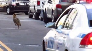 野良犬かと思いきやコヨーテ！　ニューヨークで警察が出動する大騒動に！