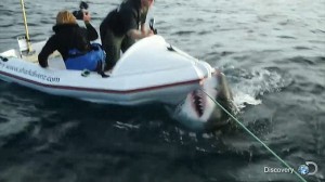 恐怖！　小型ボートを襲う巨大なホオジロザメ！！