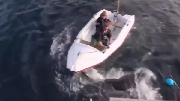 恐怖！　小型ボートを襲う巨大なホオジロザメ！！