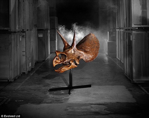 トリケラトプスの頭蓋骨の化石が、現在オークションに出品中！！