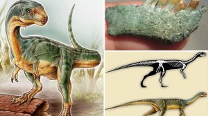 肉食ぽいけど実は草食　新たに発見されたチリサウルス！しかも7歳の少年が発見