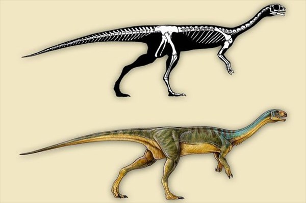 肉食ぽいけど実は草食　新たに発見されたチリサウルス！しかも発見者は7歳少年