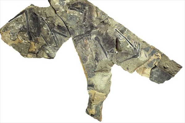 コウモリのような翼を持つ恐竜!?　中国で発見された羽毛恐竜の化石
