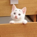 超癒される！　困り顔の白猫のゲイリー