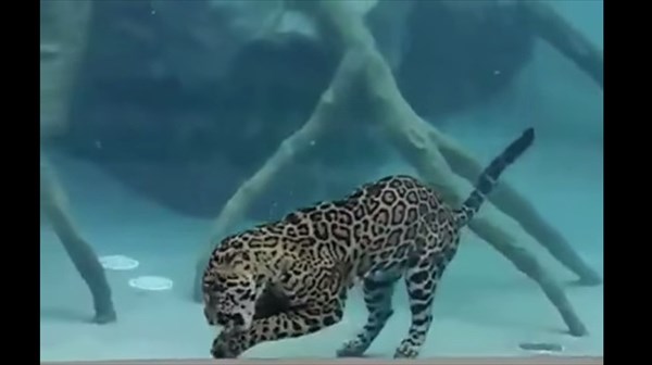 猫は水が嫌いだと誰が言った！　水中で食事をするジャガー