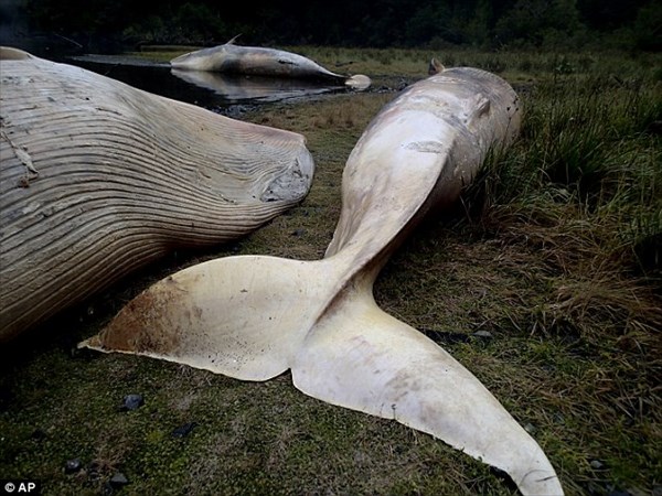 噴火や地震の前兆!?　チリで絶滅危惧種のイワシクジラが大量に打ち上げられる！