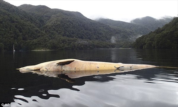 噴火や地震の前兆!?　チリで絶滅危惧種のイワシクジラが大量に打ち上げられる！