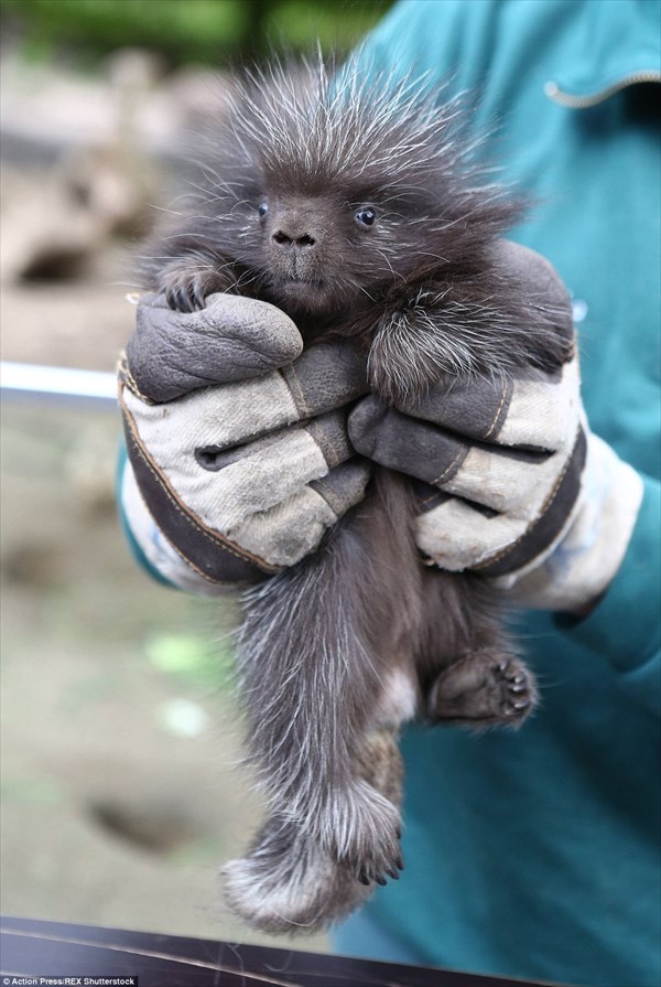 ブサイク?カワイイ?　いつの間にか動物園で生まれていたヤマアラシの赤ちゃん