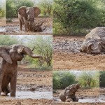 泥浴びをするアフリカゾウのフォトショット