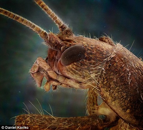 身近な昆虫の意外な表情！　顕微鏡で撮影した昆虫の肖像画フォト15選！！