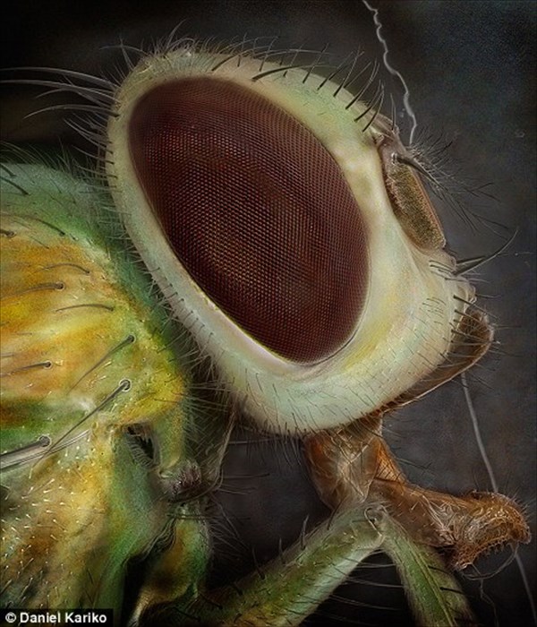 身近な昆虫の意外な表情！　顕微鏡で撮影した昆虫の肖像画フォト15選！！