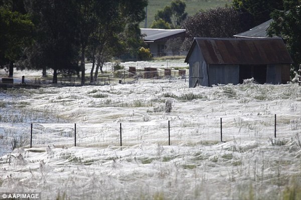 まるで雪！　クモの巣で一面真っ白になる奇妙な現象「エンジェルヘアー」！！