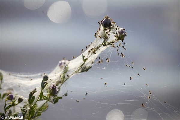 まるで雪！　クモの巣で一面真っ白になる奇妙な現象「エンジェルヘアー」！！