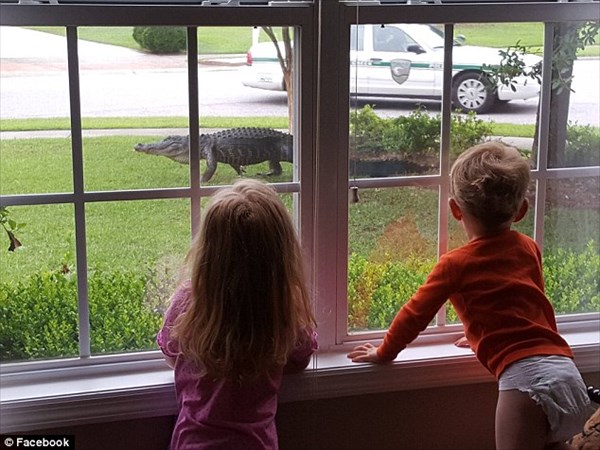 サウスカロライナ州で芝生を歩くワニが目撃される　子どもたちはワニに釘付け！