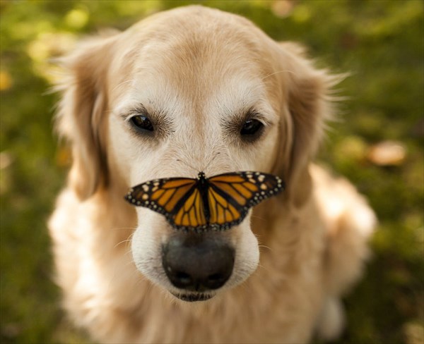 蝶と動物の美しすぎる写真　20枚！！