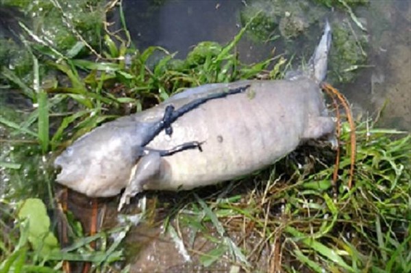 魚に手足が!?　アメリカ・コロラド州で発見された謎の生物の死骸！