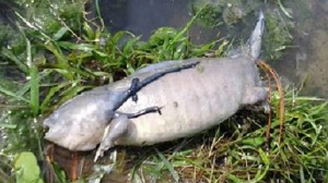 魚に手足が!?　アメリカ・コロラド州で発見された謎の生物の死骸！