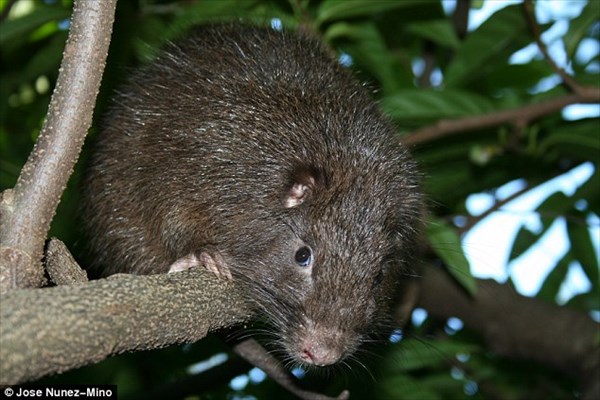 カリブ海の島で新種ネズミ発見！ジェームズ・ボンドにちなみ「ボンディ」と命名